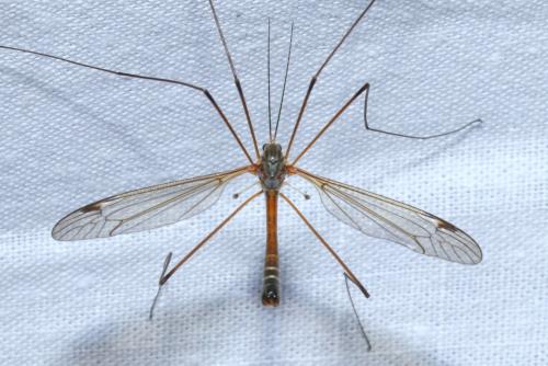 Tipula flavolineata
